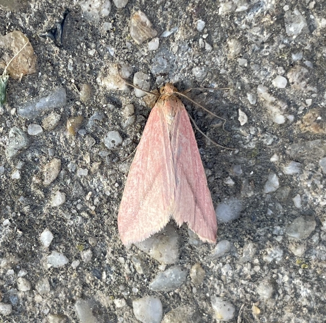 Rhodometra sacraria - rózsacsíkos araszoló