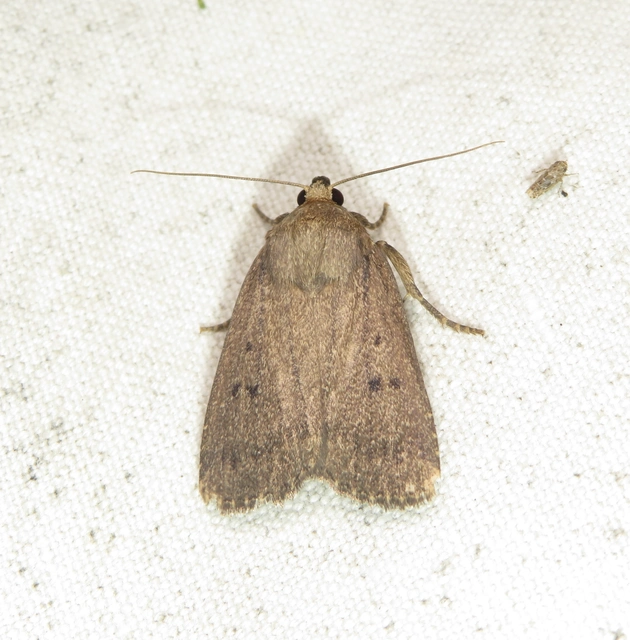 Amphipyra tragopoginis - bakszakállbagoly