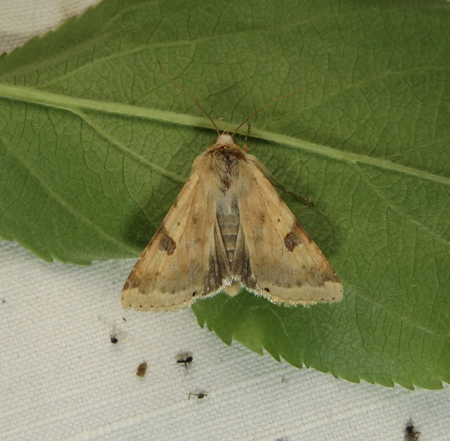 Heliothis peltigera - nagy veteménybagoly