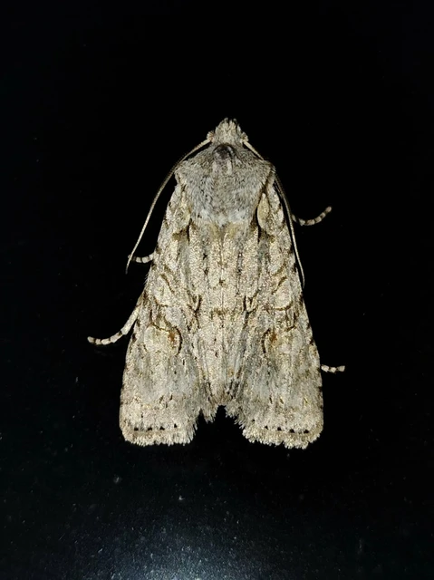 Lithophane ornitopus - közönséges fabagoly