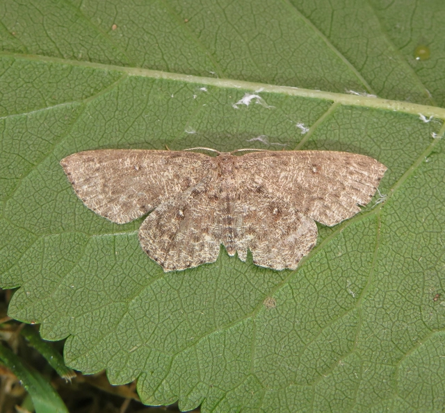 fűzfa-pettyesaraszoló - Cyclophora pendularia