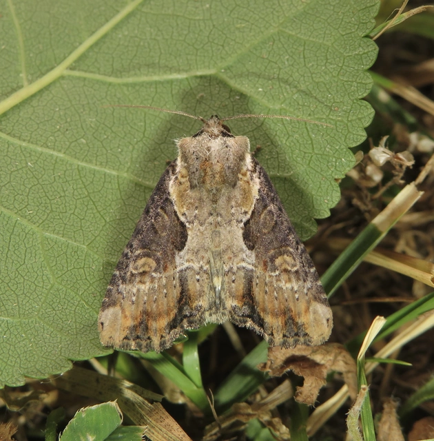 harmatkása-dudvabagoly - Lateroligia ophiogramma