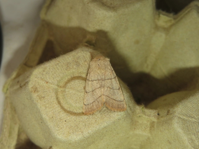 Charanyca trigrammica - háromsávos lombbagoly