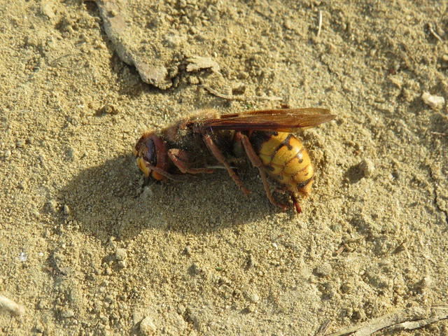 Vespa crabro - lódarázs