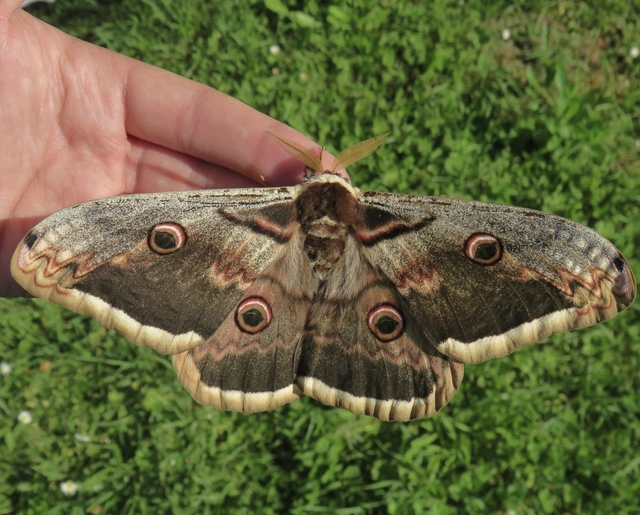 nagy pávaszem - Saturnia pyri