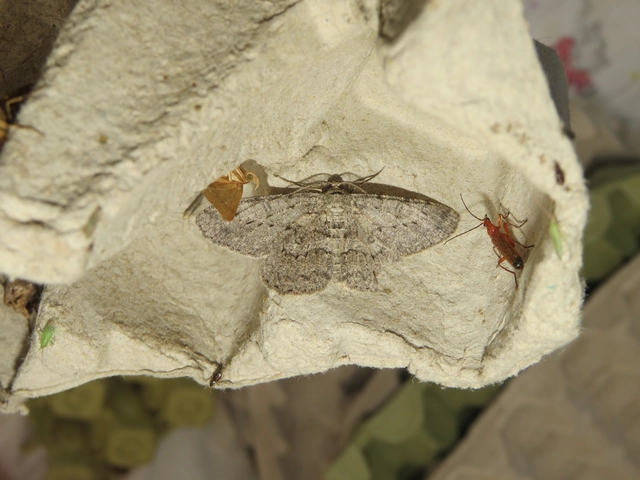 Hypomecis punctinalis - pettyes faaraszoló