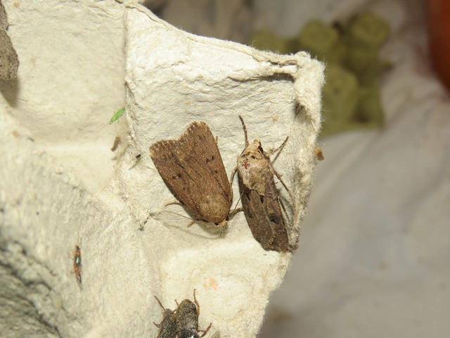 Amphipyra tragopoginis - bakszakállbagoly