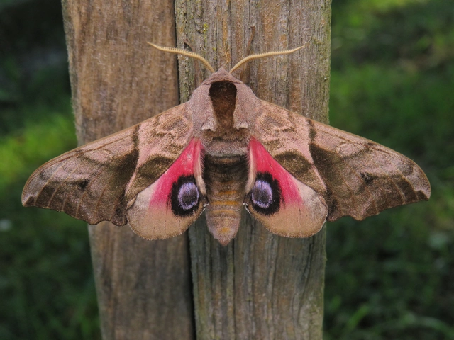 Smerinthus ocellatus - esti pávaszem