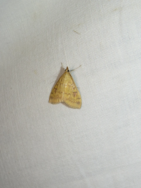 Ostrinia nubilalis - kukoricamoly