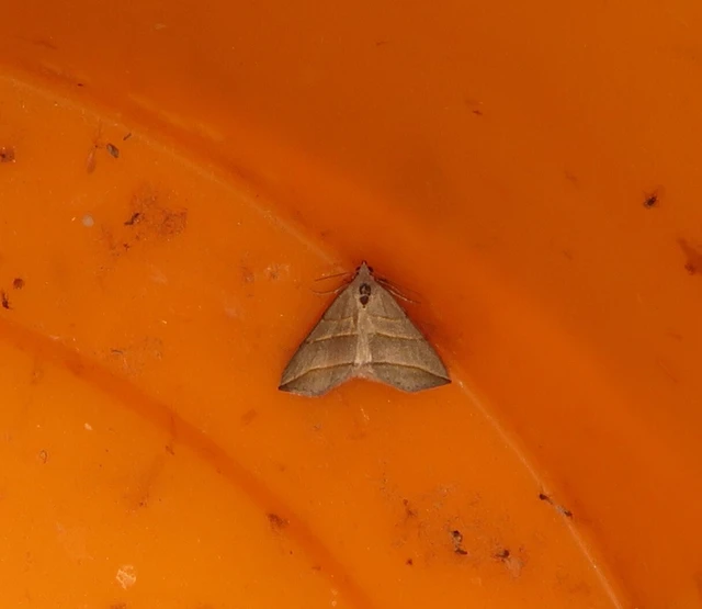 Colobochyla salicalis - háromsávos törpebagoly