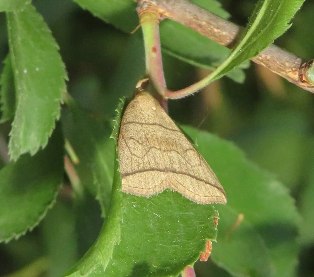 Herminia grisealis - ligeti karcsúbagoly