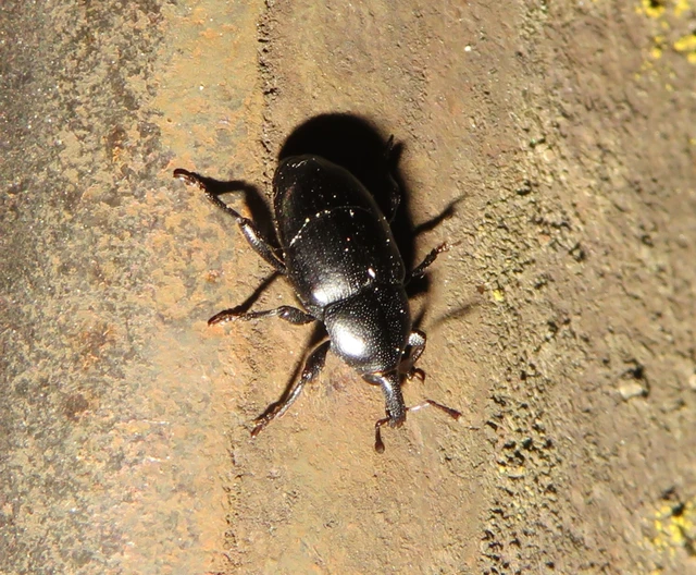 fekete mályvabáris - Malvaevora timida