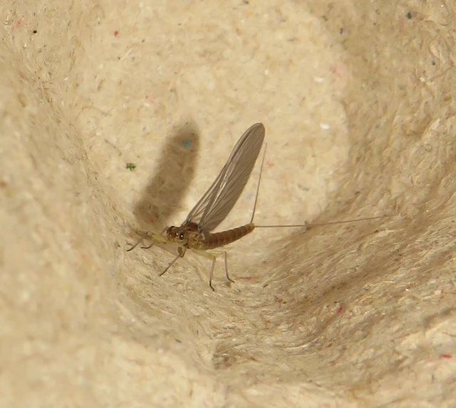 Ephemeroptera - Kérészek