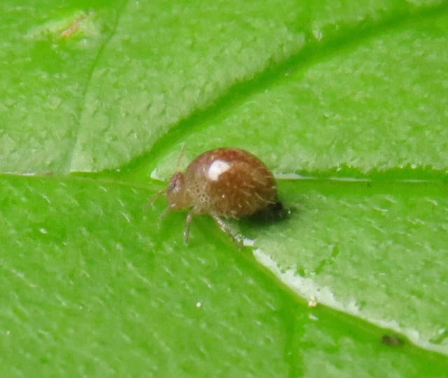 Allacma fusca