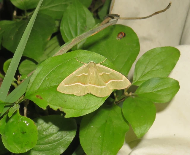 Hylaea fasciaria - erdeifenyő-sávosaraszoló