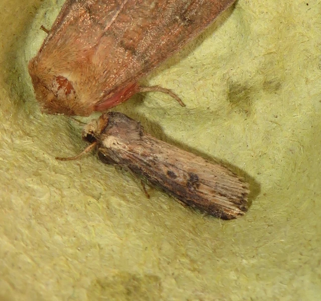 Axylia putris - vonalkás földibagoly