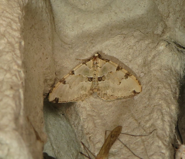Colostygia pectinataria - zöld levélaraszoló