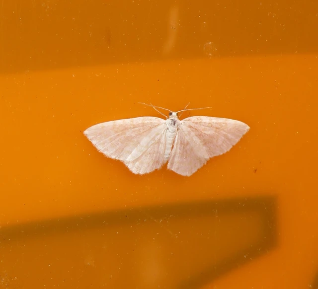 gyertyán-fehéraraszoló - Asthena albulata