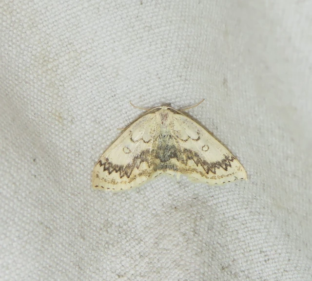 Cyclophora annularia - gyűrűs pettyesaraszoló