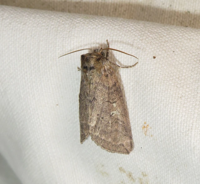Tethea or - bélyeges pihésszövő