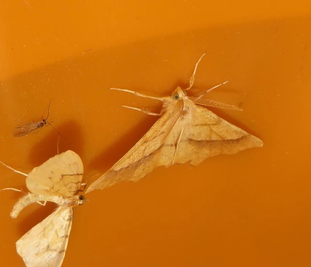 Ennomos quercinaria - tölgyfa-levélaraszoló