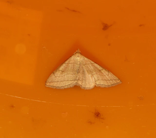 Herminia tarsicrinalis - szőröslábú karcsúbagoly