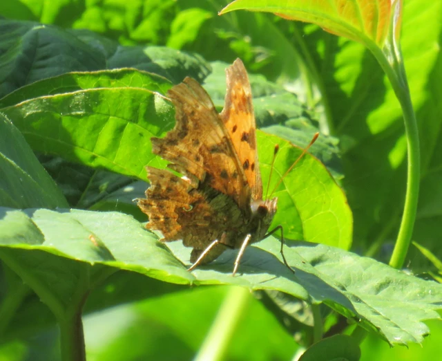 C-betűs lepke - Nymphalis c-album