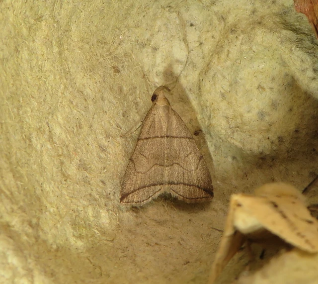 Herminia grisealis - ligeti karcsúbagoly