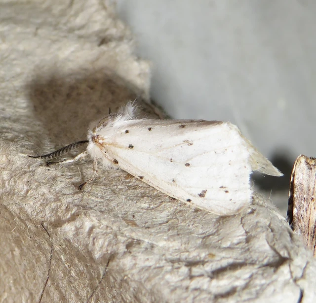 Spilosoma lubricipedum - tejszínű medvelepke