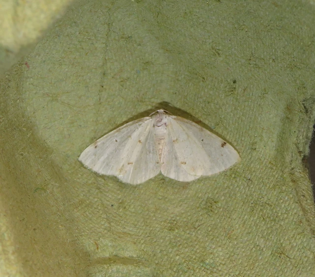 Lomographa bimaculata - kétpontos fehéraraszoló