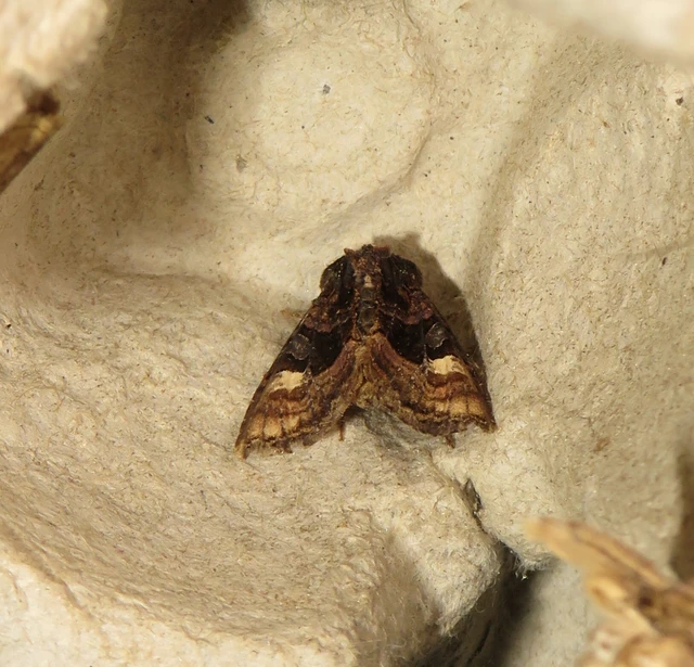Euplexia lucipara - szeder-csipkésbagoly