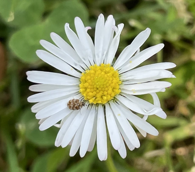 pusztító múzeumbogár - Anthrenus verbasci