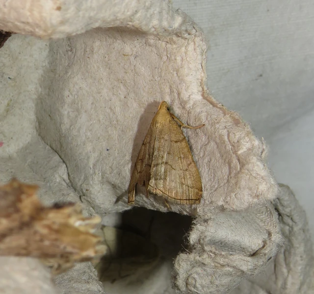 Herminia tarsicrinalis - szőröslábú karcsúbagoly