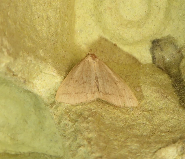 Herminia tarsicrinalis - szőröslábú karcsúbagoly