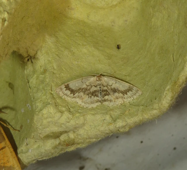 Cyclophora annularia - gyűrűs pettyesaraszoló