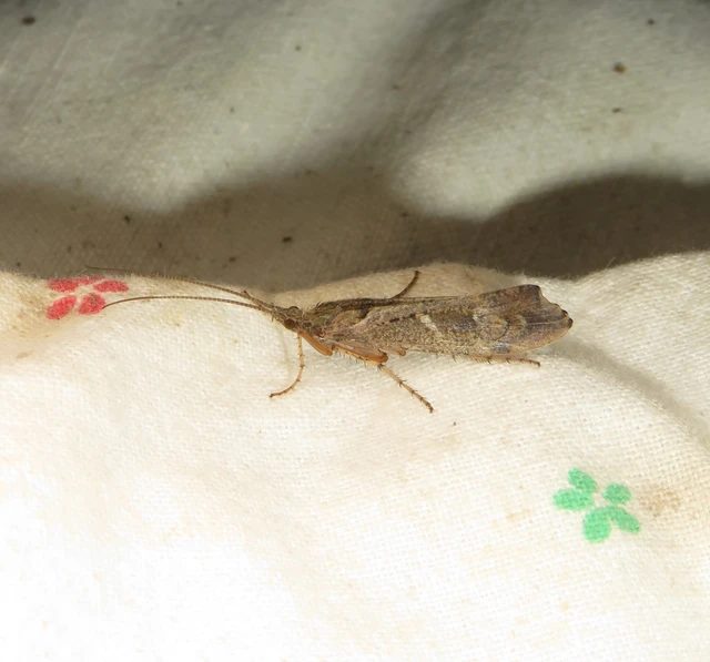 Trichoptera - Tegzesek