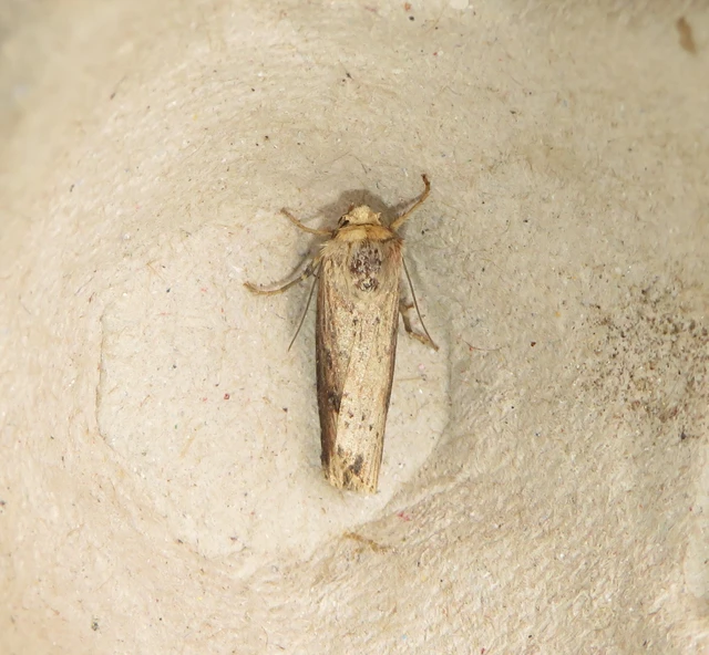 Axylia putris - vonalkás földibagoly