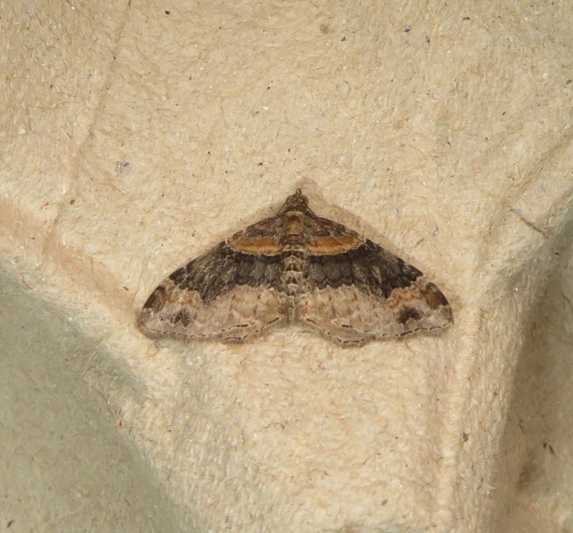 Xanthorhoe ferrugata - kerti tarkaaraszoló