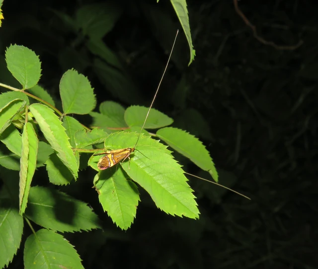Nemophora degeerella - pompás tőrösmoly