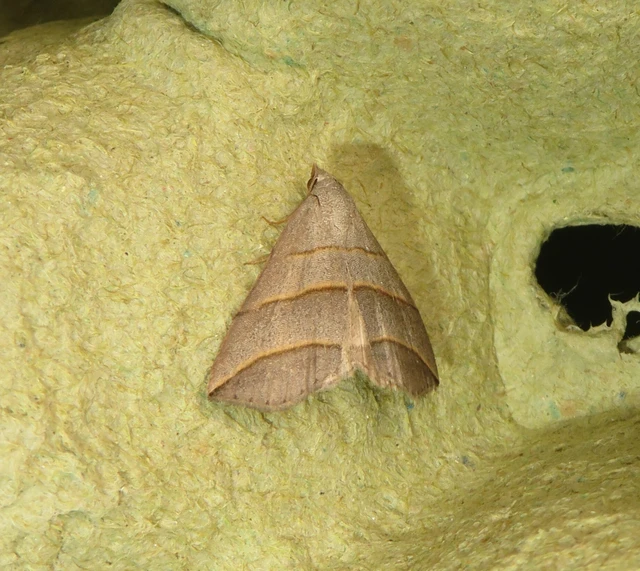 Colobochyla salicalis - háromsávos törpebagoly