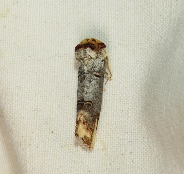 Phalera bucephala - sárgafoltos púposszövő