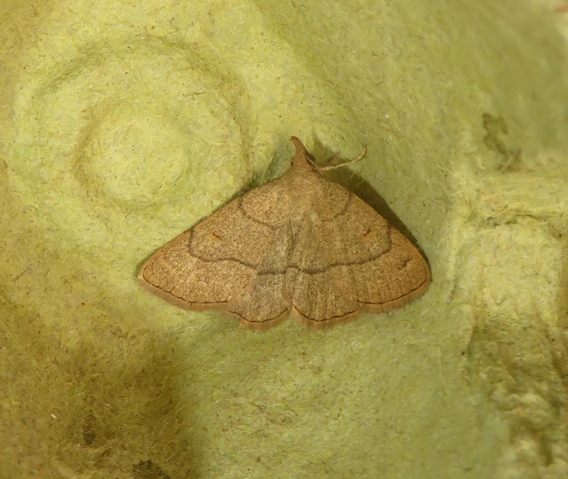 Paracolax tristalis - sárgás karcsúbagoly Paracolax tristalis - sárgás karcsúbagoly