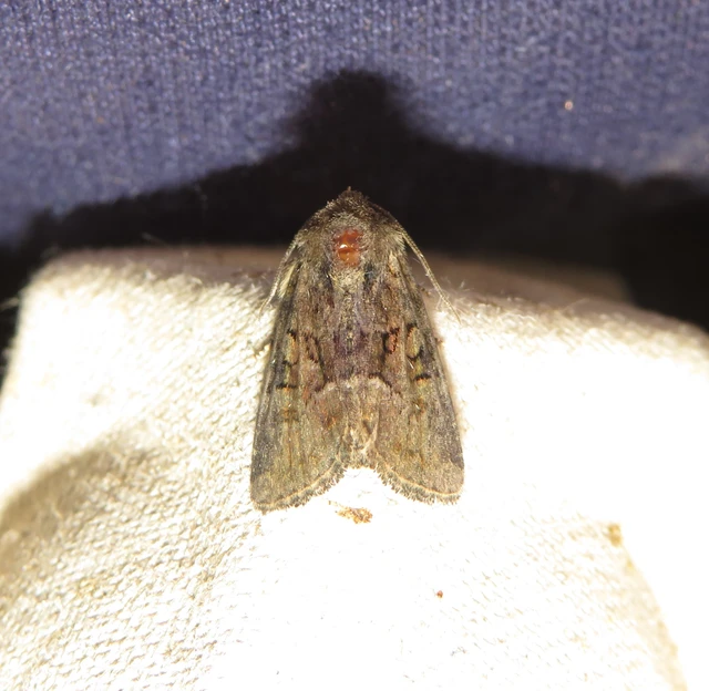 Oligia latruncula - fekete dudvabagoly