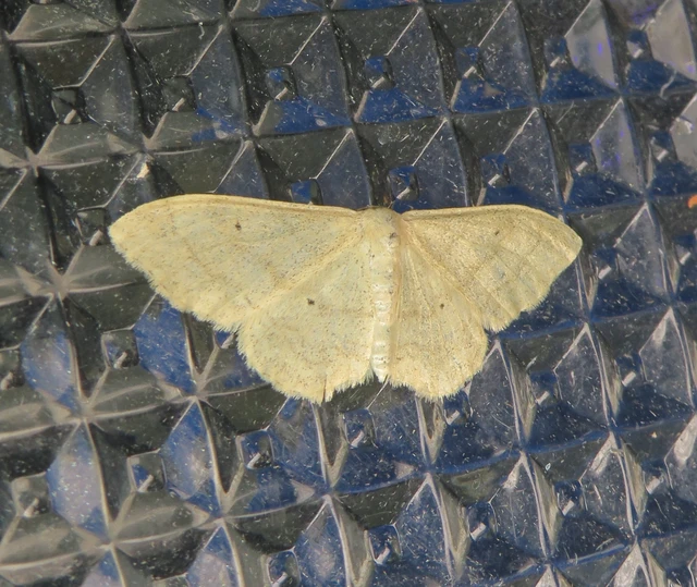 Idaea straminata - szalmasárga sávosaraszoló