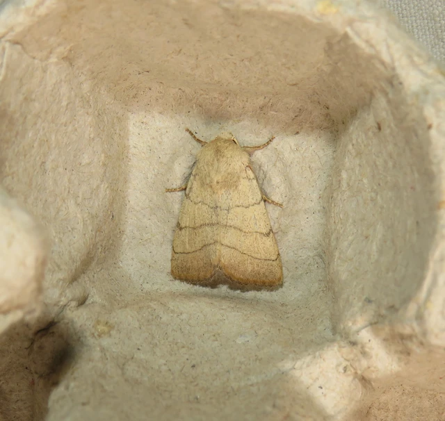 Charanyca trigrammica - háromsávos lombbagoly