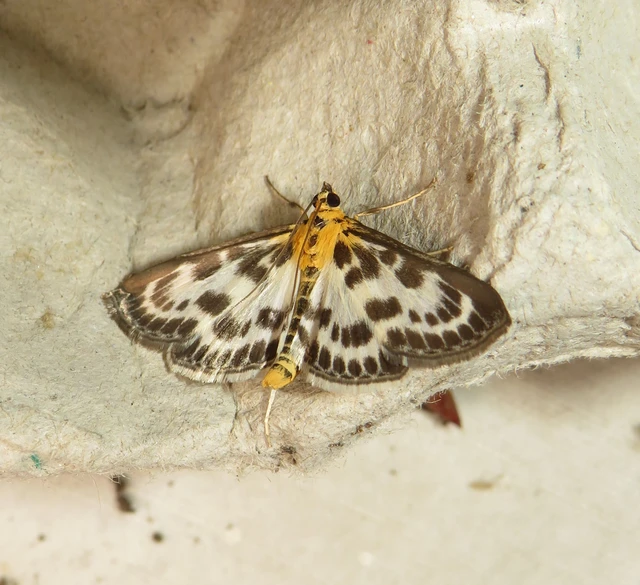 Anania hortulata - tarka csalánmoly