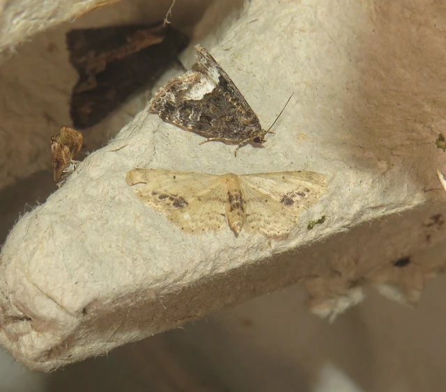 Idaea dimidiata - gyakori apróaraszoló