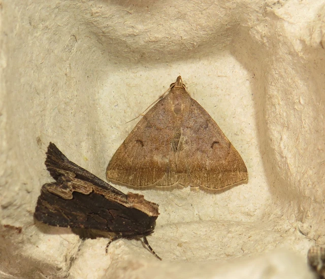 Zanclognatha lunalis - pelyheslábú karcsúbagoly