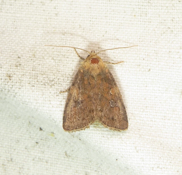 csinos dudvabagoly - Loscopia scolopacina