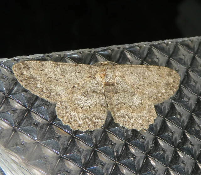 Hypomecis punctinalis - pettyes faaraszoló